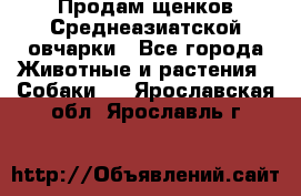 Продам щенков Среднеазиатской овчарки - Все города Животные и растения » Собаки   . Ярославская обл.,Ярославль г.